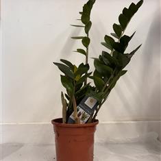 Emerald palm 