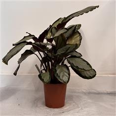 Genus Calathea (Argentea Silver Variant)