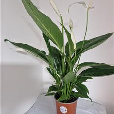 Spathiphyyllum Bingo Cupido (Peace Lily)