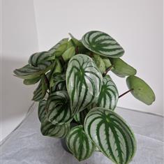 Peperomia Argyreia Watermelon Plant