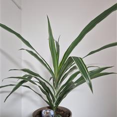 Dracaena Derimensis