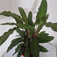 Calathea Rufibarba