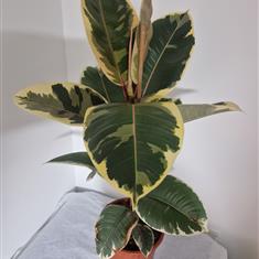 Ficus Tineke