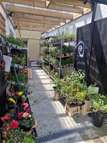 Plymouth Florist